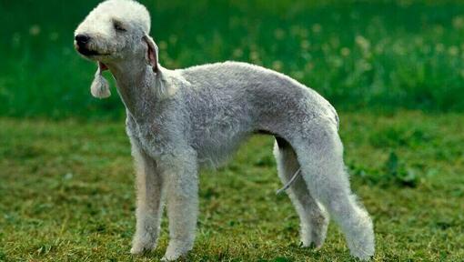 Bedlington terrier