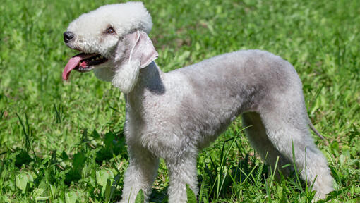 Bedlington terrier