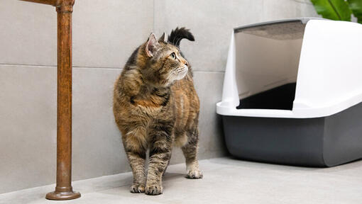 Chat debout par litière