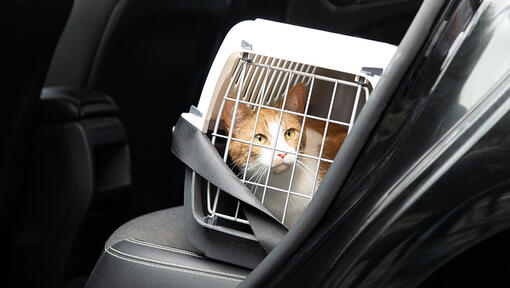 Chat en transporteur en voiture