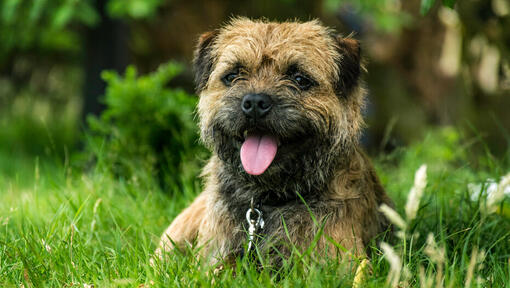 Border terrier chiot couché dans l'herbe