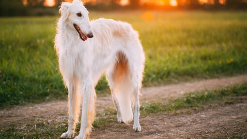 Chien barzoï blanc regardant vers la droite