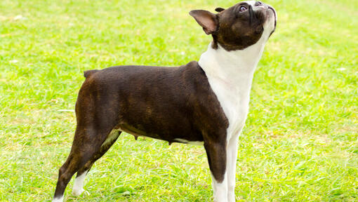 Boston Terrier en levant