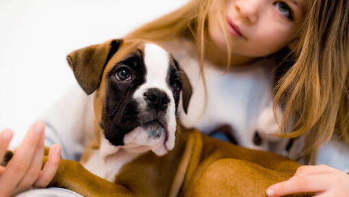 une jeune fille tenant un chiot boxer