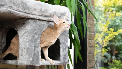 Chat dans un arbre à chat