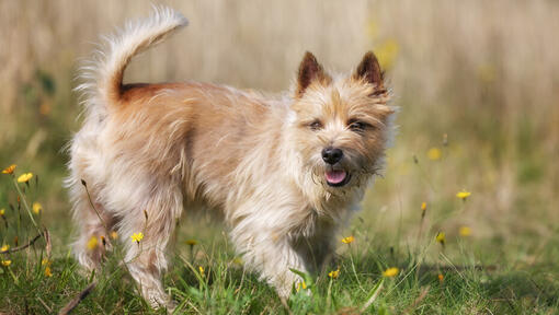 Cairn terrier dans un champ de fleurs