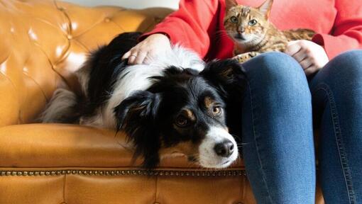 Chien et chat assis à côté du propriétaire sur un canapé