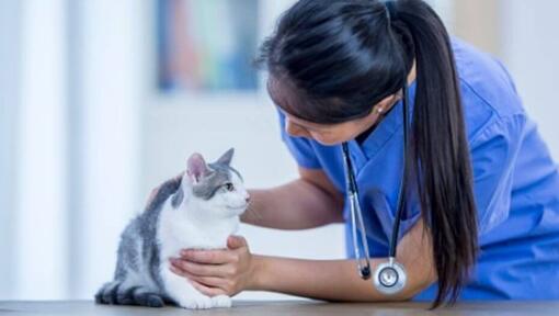 Vétérinaire examinant le chat