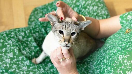 Les oreilles du chat - Comment prendre soin des oreilles de votre