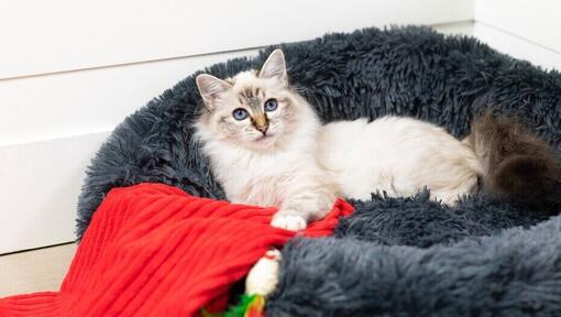Chat aux yeux bleus couché dans un lit de chat
