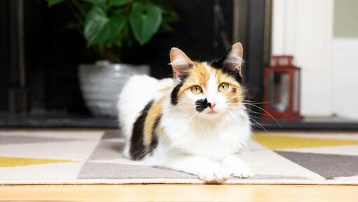 cat lying on a rug