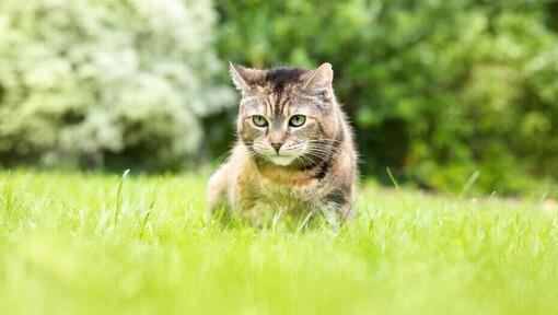 Chat assis dans l'herbe