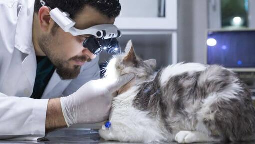 vétérinaire portant un équipement pour inspecter les yeux d'un chat