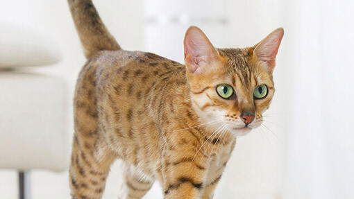 gros plan d'un chat Bengal aux yeux verts