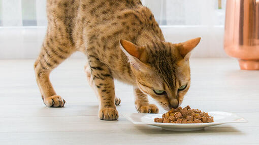 chat Bengal mangeant de la nourriture humide