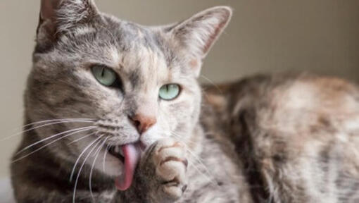 chat aux yeux verts léchant ses pattes