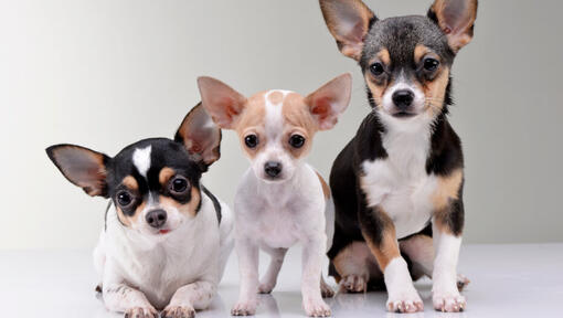 Trois chihuahuas