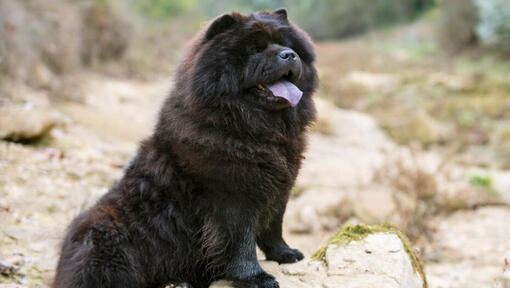 Chien Black Chow Chow assis