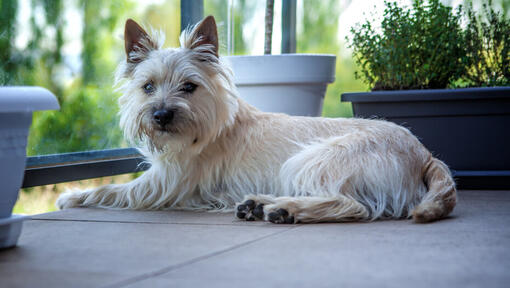 Chien blanc débraillé assis sur un balcon.