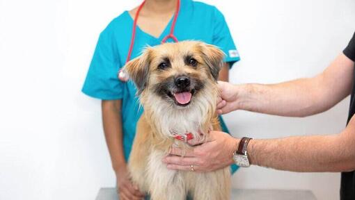 Un vétérinaire inspectant un chien à poil long.