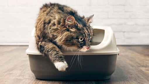 Chat utilise la litière.
