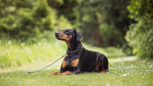 dobermann couché sur l'herbe