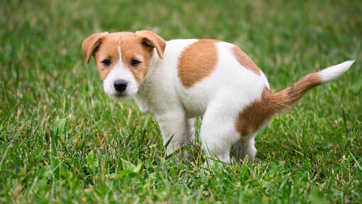 chiot avec des patchs caca sur l'herbe