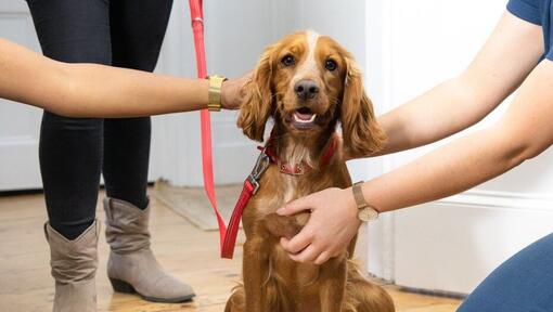 chiot examiné par un vétérinaire