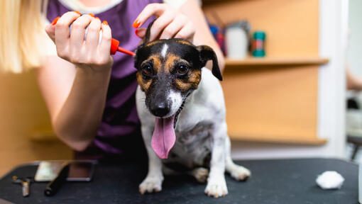 petit chien ayant les oreilles nettoyées