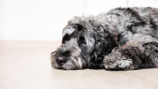 triste chien gris couché sur le sol