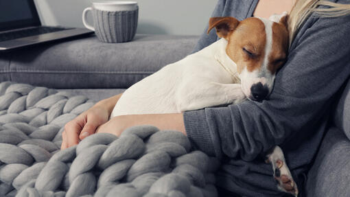 jeune jack russell dormant dans les bras du propriétaire