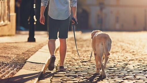 Chien en laisse marchant avec le propriétaire dans la rue pavée