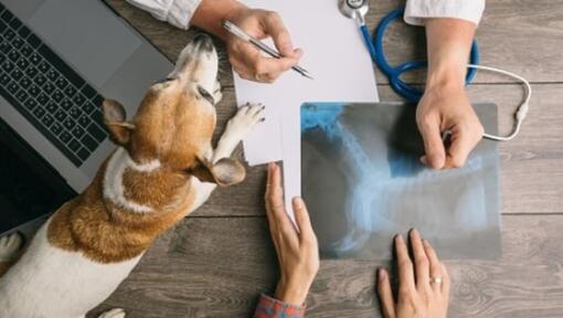 Un Vétérinaire examine une radiographie avec un petit chien sur la table