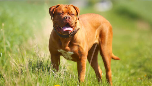 Dogue de Bordeaux debout sur l'herbe