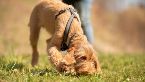 jeune chien renifle dans l'herbe et porte un harnais
