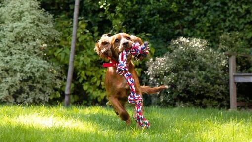 chiot courir avec un jouet en corde