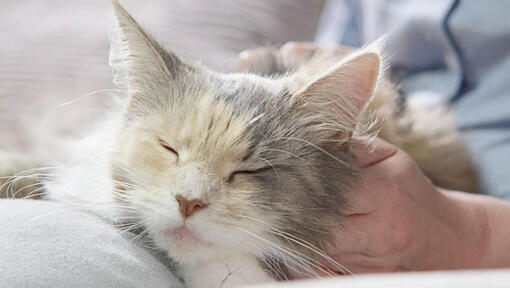 Chat gris à fourrure que dort en se faisant caresser