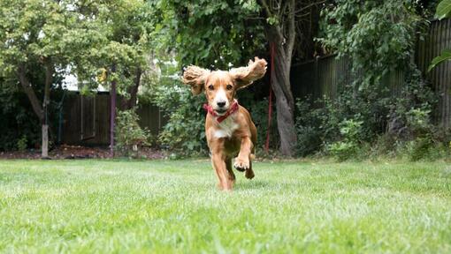 Chiot qui court dans un jardin