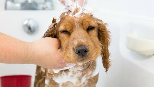 Le chiot se fait frotter la tête avec du shampooing