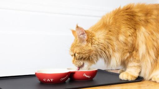 Chat roux moelleux mangeant dans un bol