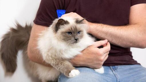 Chat en peluche se faisant caresser par un homme