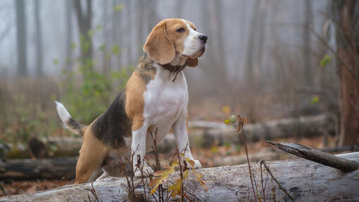 Beagle dans la forêt