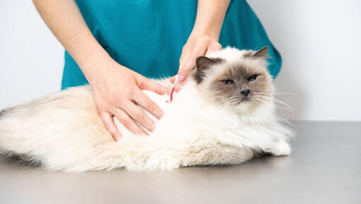 Vétérinaire inspectant la fourrure d'un chat pelucheux