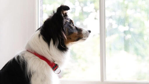 Chien avec collier rouge regardant par la fenêtre