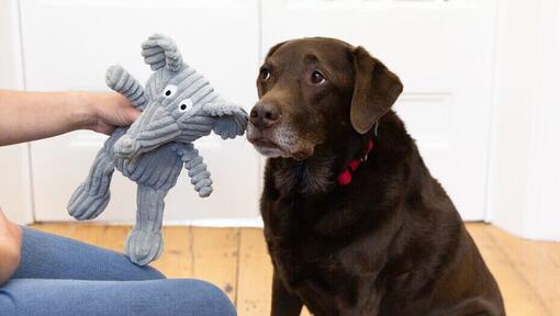 Chien est encouragé avec un jouet