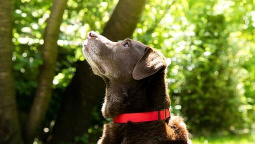 Le chien regarde dans le jardin 