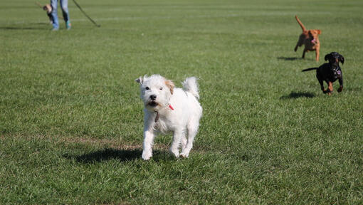 Chien blanc qui court dans le parc avec d'autres chiens en aboyant