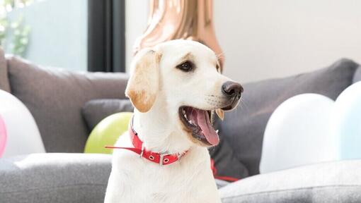 Labrador blonde à la maison avec la bouche ouverte