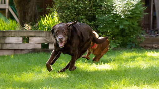 Chien qui court avec un autre chien