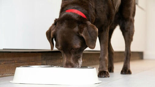 Senior dog mangeant dans un bol